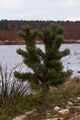 Pinus aristata Glauca IMG_9205 Sosna oścista